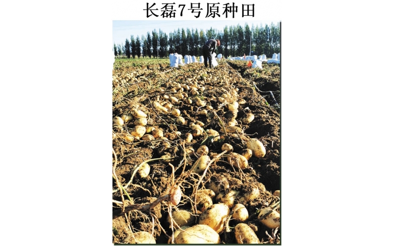長磊農業(yè)科技開發(fā)有限公司品種研發(fā)